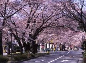 飯田は桜の名所がたくさん!!